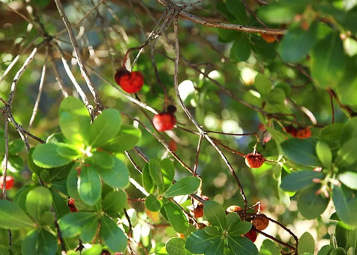 Encosta Dos Tuneis - Turismo E Lazer 4*