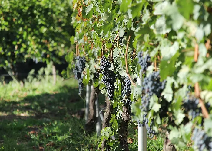 Pensionat Encosta Dos Tuneis - Turismo E Lazer Sever do Vouga